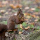 Ecureuil roux (european red squirrel)