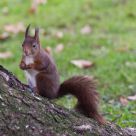 Do you like nuts ?