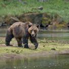Coastal Grizzly in River Estuary