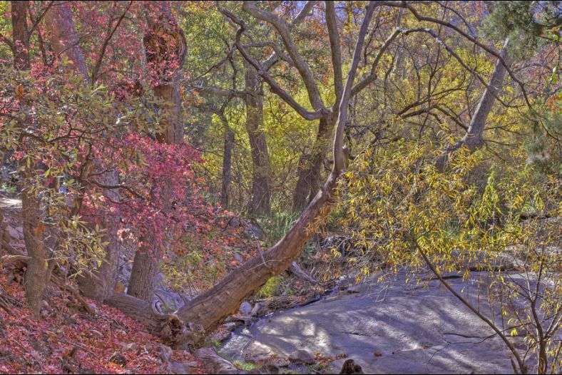 Autumn in Ramsey Canyon