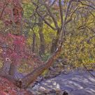 Autumn in Ramsey Canyon