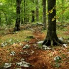 Lost in the forest...