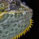 Chameleon Chin
