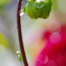 After Rain