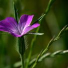 Little wild flower