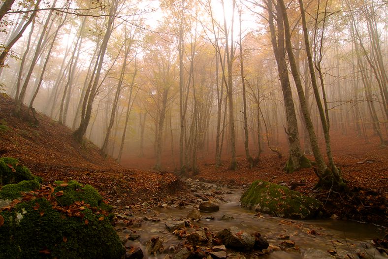 Stream in woods