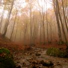 Stream in woods