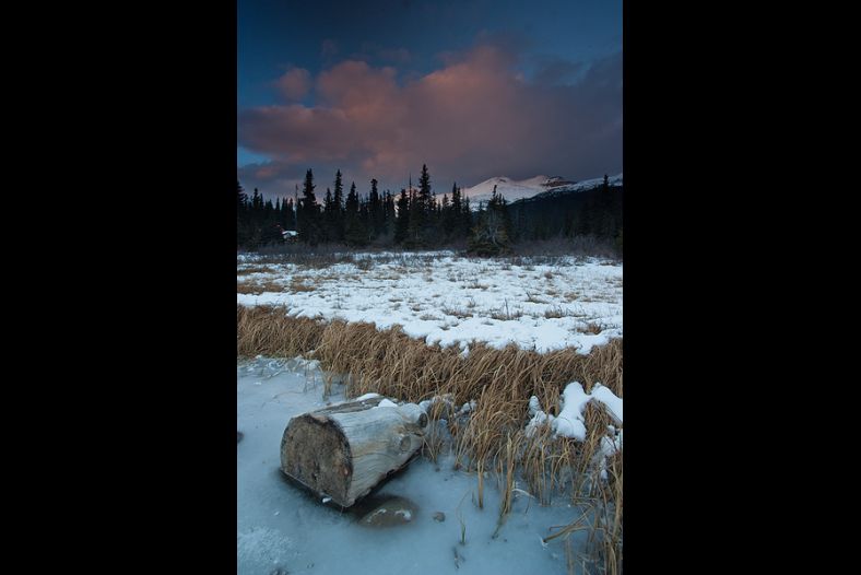 Wood