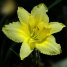 frilly yellow flower