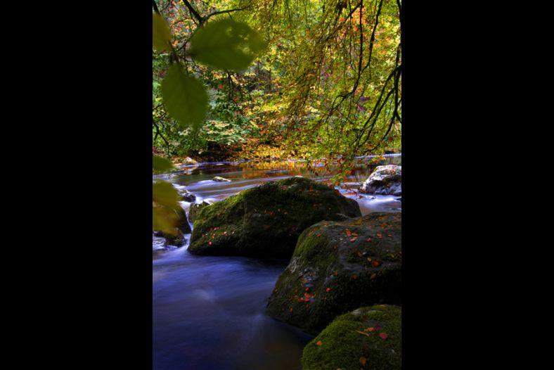 Autumn by the River
