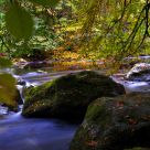 Autumn by the River