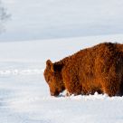 Upto the Belly