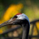 Nanxiang the bird crane