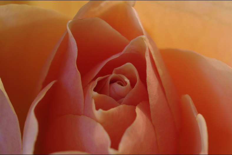 Dreamy rose