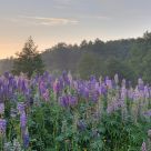HDR with flowers