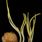 Onion