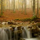 Stream in woods