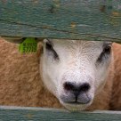 Sad Sheep