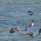Flight Formation II