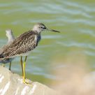 Greater Yellowleg