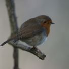 Robin