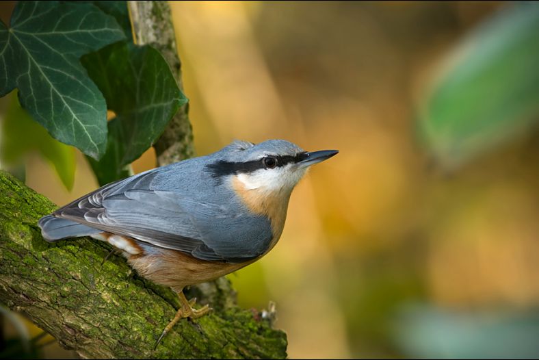 Eurasian Nuthatch (Sitta europaea)