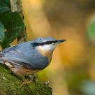 Eurasian Nuthatch (Sitta europaea)