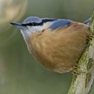 Eurasien Nuthatch