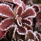 Frostbyte