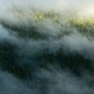 Fog over the mountainwoods
