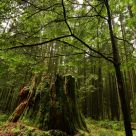 Forest Renewed