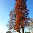 Swamp cypress