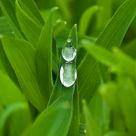 big water drops