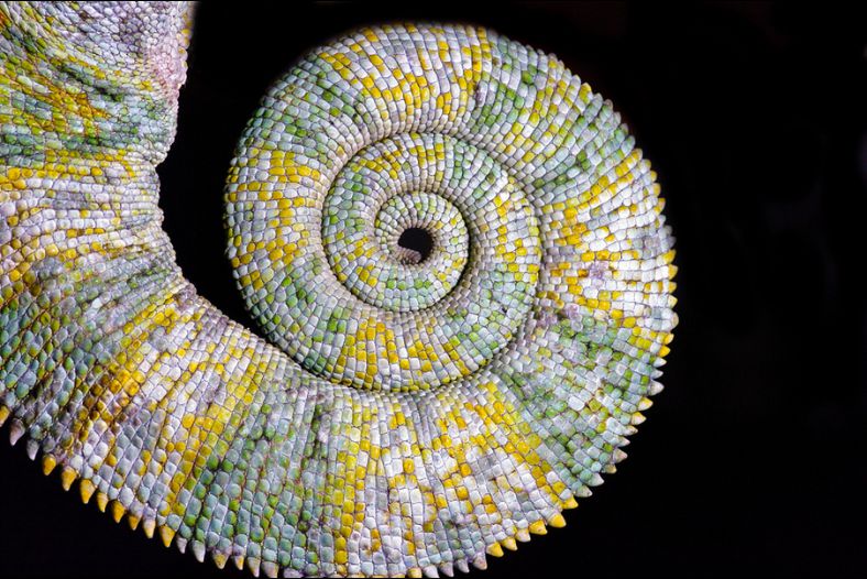 The chameleon tail