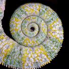 The chameleon tail