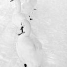 March of the swans