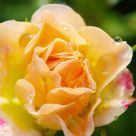 Nice Rose