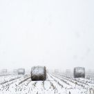 Snowstorm