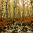Autumn colors