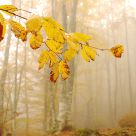Yellow leafs