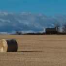 Wheat Field