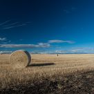 Wheat Field