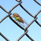Cicada on link fence