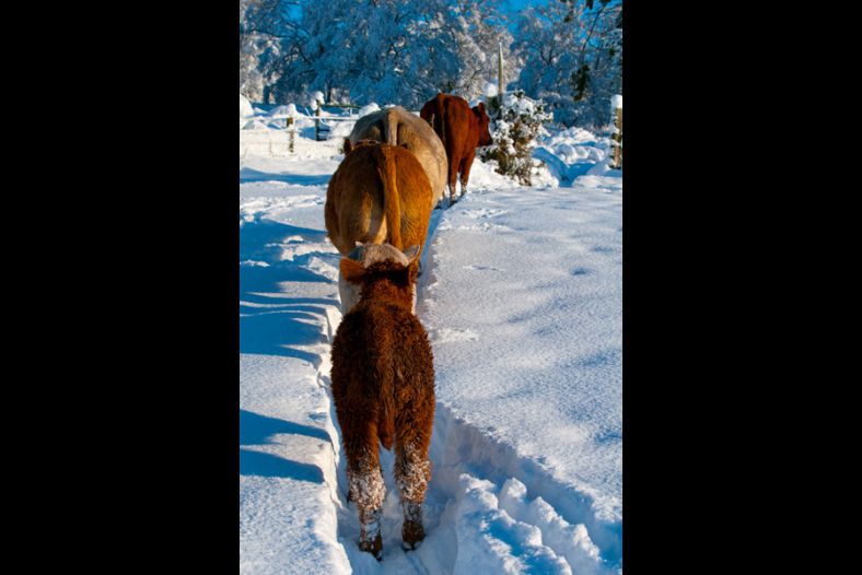 Follow the Leader
