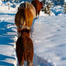 Follow the Leader