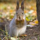 Squirell2
