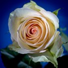 Rose for my wife