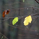 Rainy Autumn Day