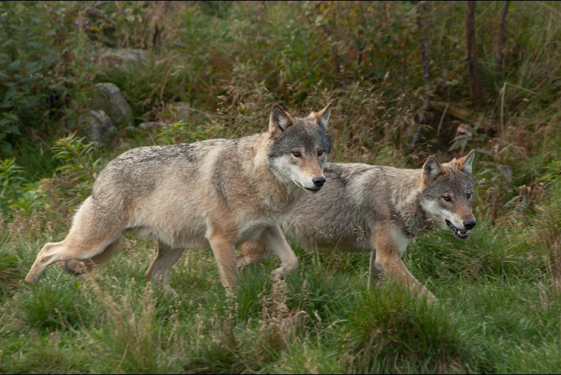 Wolfpack
