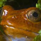 False Tomato Frog